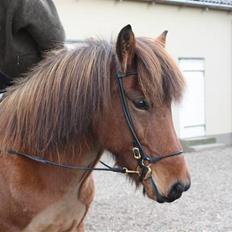 Islænder Vina Vom Neuhoff