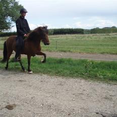 Islænder Vina Vom Neuhoff