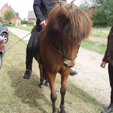 Islænder Vina Vom Neuhoff