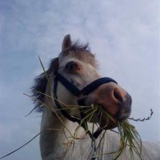 Anden særlig race Carlos<3 *gammel Passer*