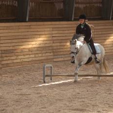 Anden særlig race Carlos<3 *gammel Passer*