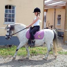 Anden særlig race Carlos<3 *gammel Passer*