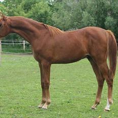 Arabisk fuldblod (OX) Salah al-Din