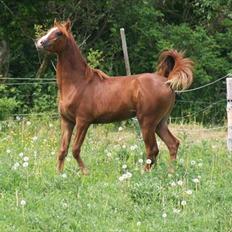 Arabisk fuldblod (OX) Salah al-Din