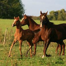 Arabisk fuldblod (OX) Salah al-Din