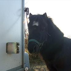 Shetlænder Trøstmosegaadens Speedy<3
