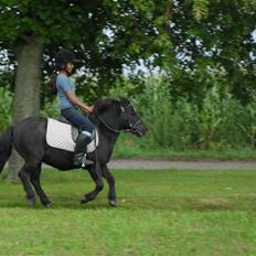 Shetlænder Trøstmosegaadens Speedy<3