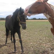 Trakehner Edelstern*solgt*