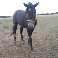 Trakehner Edelstern*solgt*