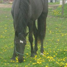 Dansk Varmblod Savanha