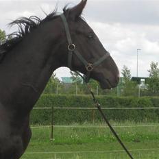 Dansk Varmblod Skønne Shiraz<3