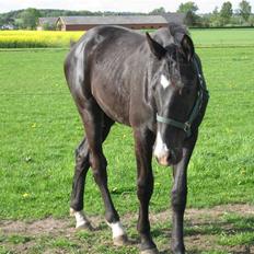 Dansk Varmblod Skønne Shiraz<3