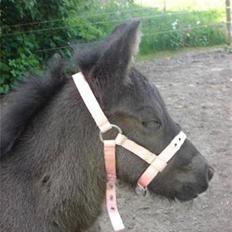 Fell pony Danogården Hidden Diamond