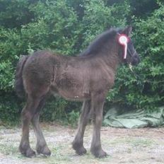 Fell pony Danogården Hidden Diamond