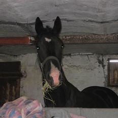 Dansk Varmblod Skønne Shiraz<3