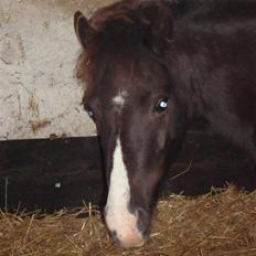 Anden særlig race Stabygårds Mia Maja