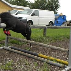 Anden særlig race Stabygårds Mia Maja