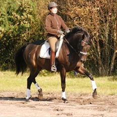 Trakehner Gozet baron SOLGT