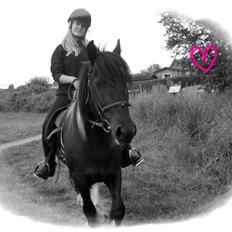 Irish Cob Sir Charles Of Ireland