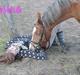 Welsh Pony (sec B) | Amigo Bluebell