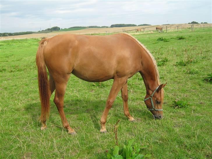 Arabisk fuldblod (OX) Zali  MG bint bint Washa billede 15