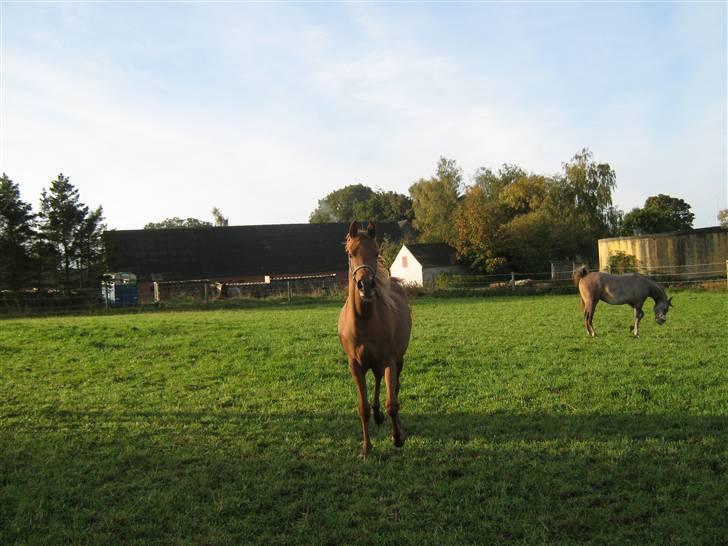 Arabisk fuldblod (OX) Zali  MG bint bint Washa billede 16