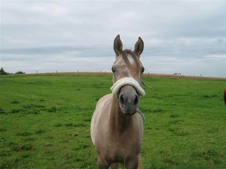 Arabisk fuldblod (OX) Santalla MG billede 13