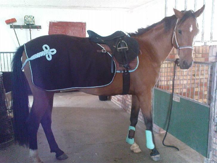 Polsk Varmblod Parta - Til ære for josefine som jeg har købt dette smukke sæt af :) billede 17