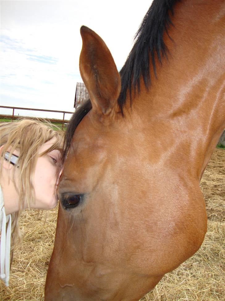 Polsk Varmblod Parta - Kys kys :) billede 19