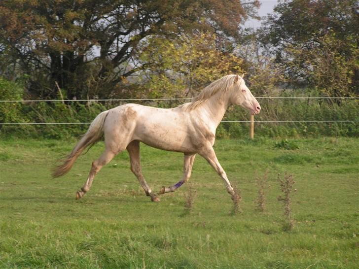 Palomino Stargolds Cream billede 1