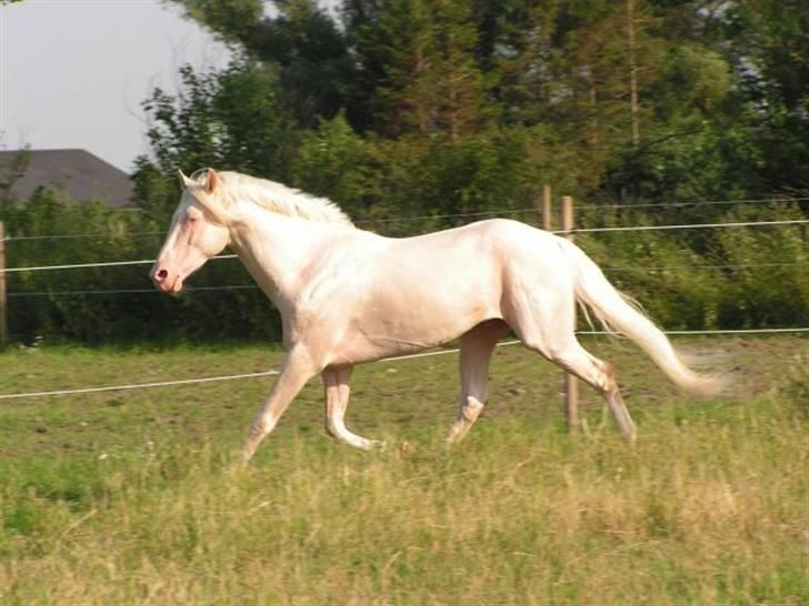 Palomino Stargolds Cream billede 6