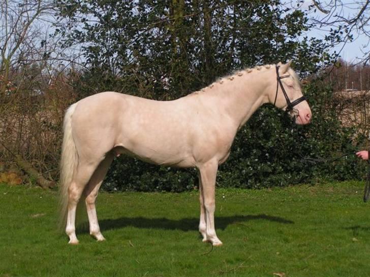 Palomino Stargolds Cream billede 7