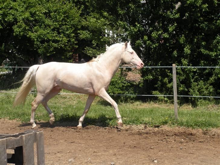 Palomino Stargolds Cream billede 8