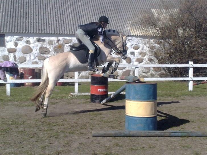 Fjordhest Rosetta *Den klareste stjerne på himlen!* - Springtræning, ca. 95cm. :´) STJERNEPONY! R.I.P! billede 17
