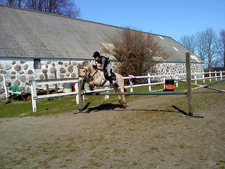 Fjordhest Rosetta *Den klareste stjerne på himlen!* - Springtræning :´) STJERNEPONY! R.I.P! billede 18