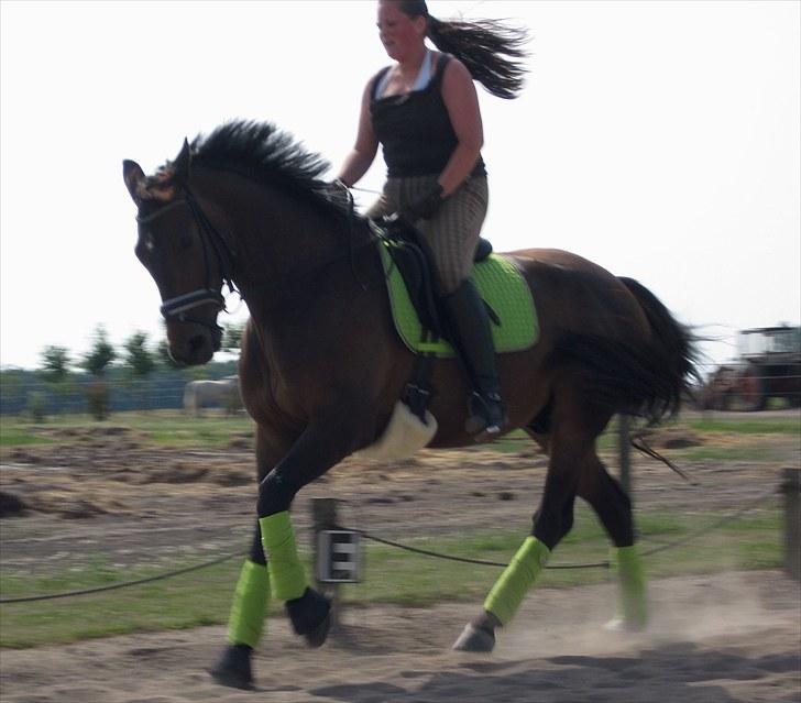 Trakehner Al Capone  - Elsker bare det her billede. Vi har begge vind i håret, og matcher hinanden så godt, som Kristoffer siger:-) billede 17