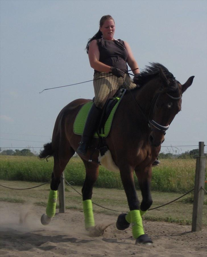 Trakehner Al Capone  - Pu ha det er hårdt at ride på en hest, der lige pludselig går af sig selv. billede 19