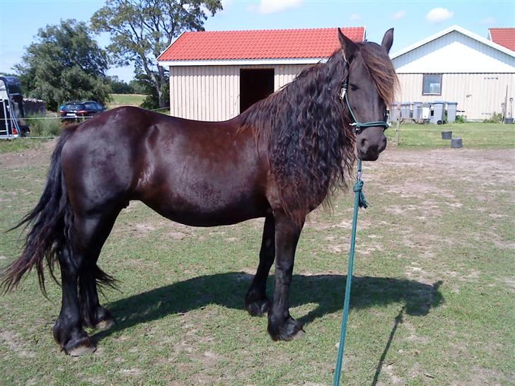 Frieser Goudtsje F - horsmanship d.28/7-09 billede 12