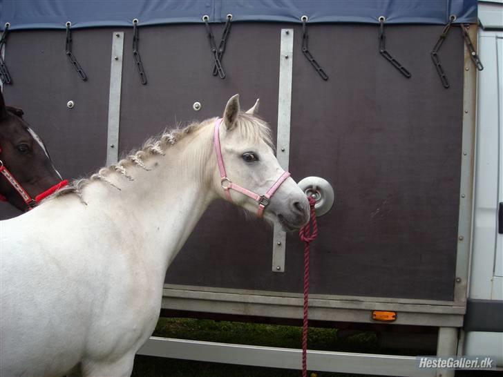 Anden særlig race Perle :*<3 DP:* R.I.P  :( - 6.hehe!! smukke Perle<3 billede 6