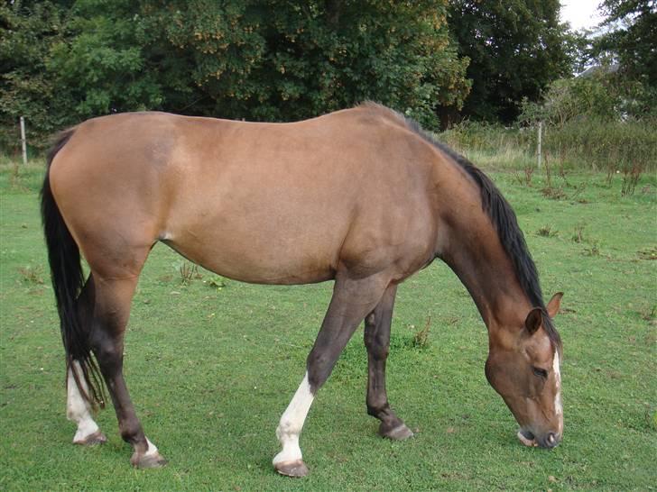 Dansk Varmblod Libell billede 2