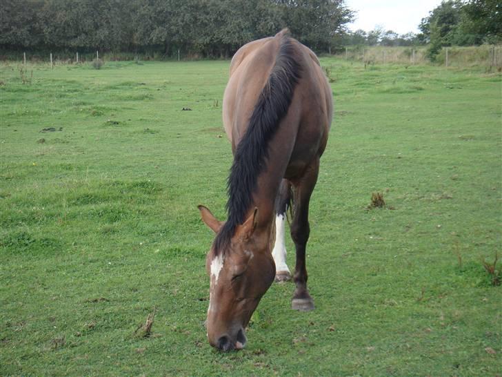 Dansk Varmblod Libell billede 3