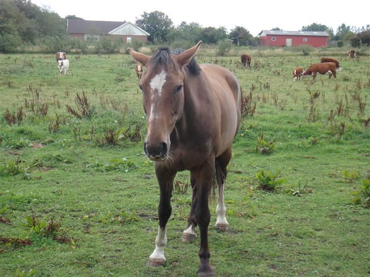Dansk Varmblod Libell - En træt Belle billede 5