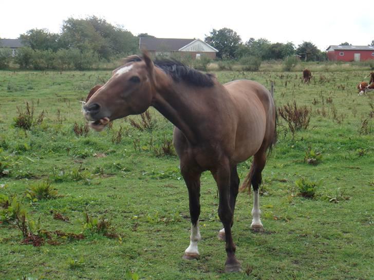 Dansk Varmblod Libell - Tandrensning...:) billede 6