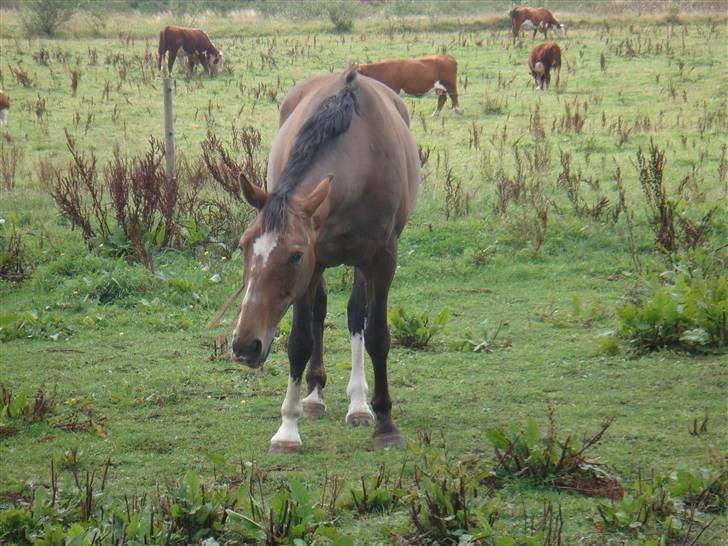 Dansk Varmblod Libell - Alt kan spises, selv en pind billede 7
