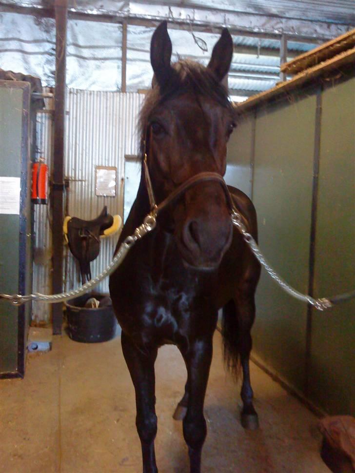 Dansk Varmblod Q-Four billede 1