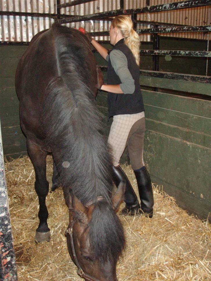 Dansk Varmblod Q-Four billede 2