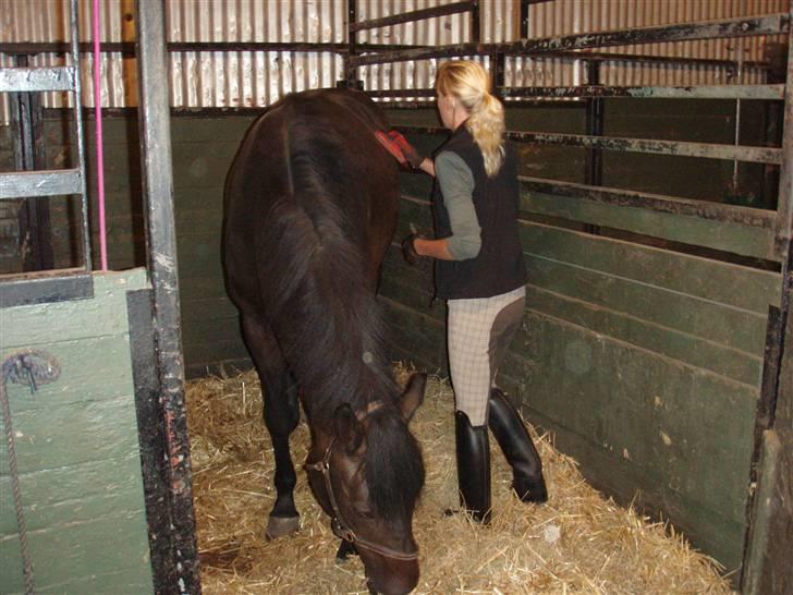 Dansk Varmblod Q-Four billede 3