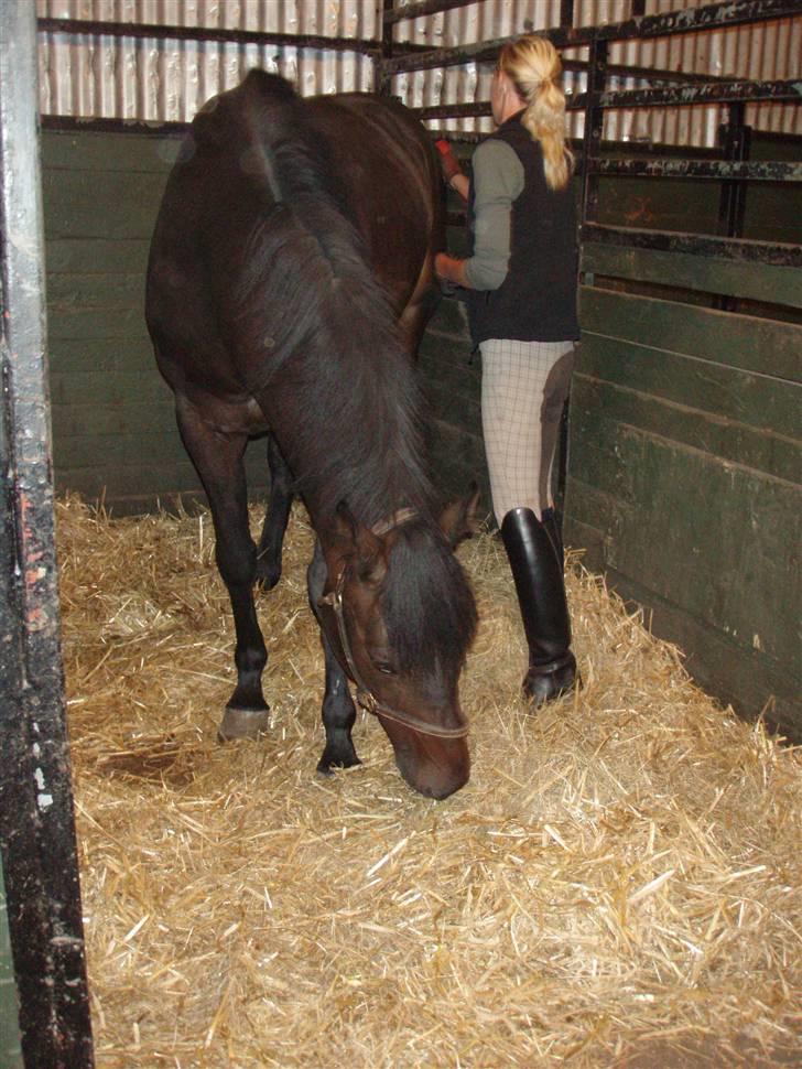 Dansk Varmblod Q-Four billede 4