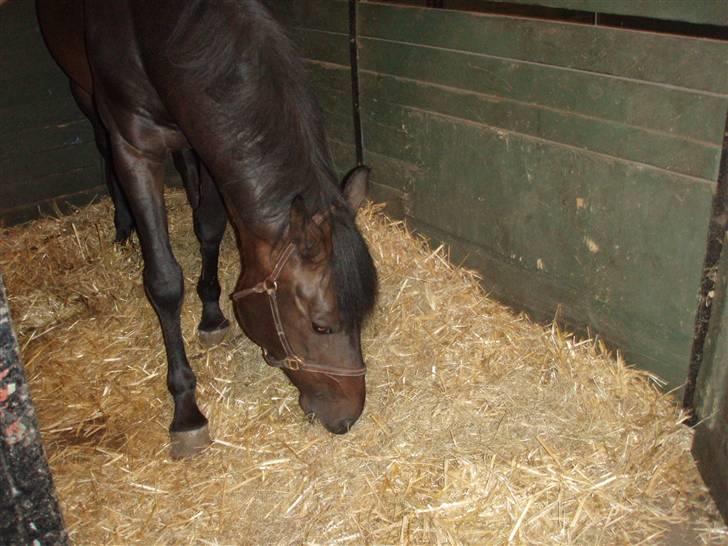 Dansk Varmblod Q-Four billede 6