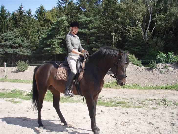 Dansk Varmblod Q-Four billede 7